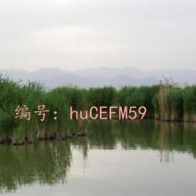 ̫