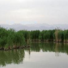 ʦ